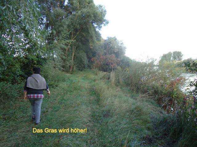 Auf dem Weg nach Zirgesheim-Sportplatz, vor der  Grasmaad und der letzten Wegepflege-Massnahme im Oktober d. J.