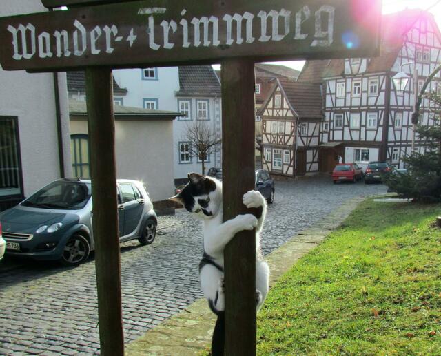 Die wilde Kletterkatze in Schlitz