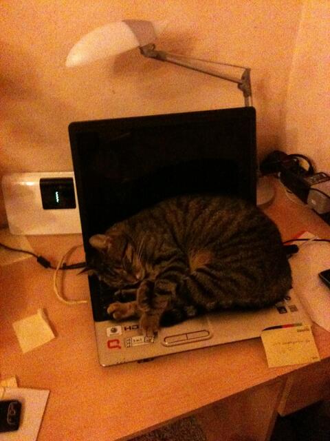 Andere haben eine Computermaus , wir haben eine Computerkatze