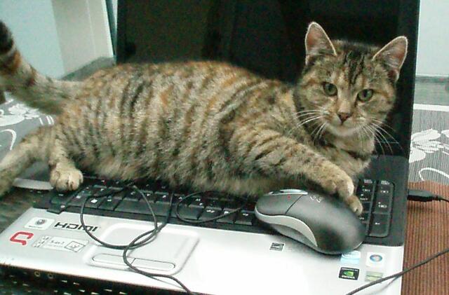 Nachbars Katze auf meinr Tastatur