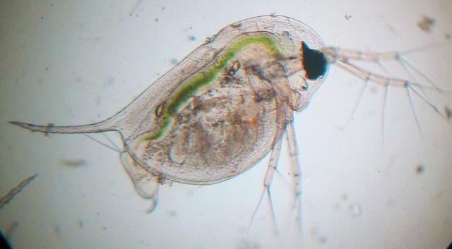 Etliche Kreaturen sind der Umwelt sowieso besser angepasst. Dieser winzige Wasserfloh hat wesentlich mehr Gene als der Mensch und wird diesen deswegen auch lange Zeit überleben. | Foto: Christel Wolter