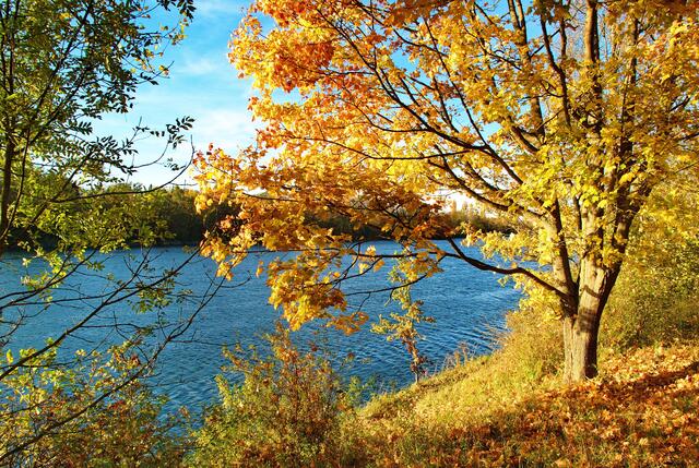 Herbst am Rhein bei Breisach