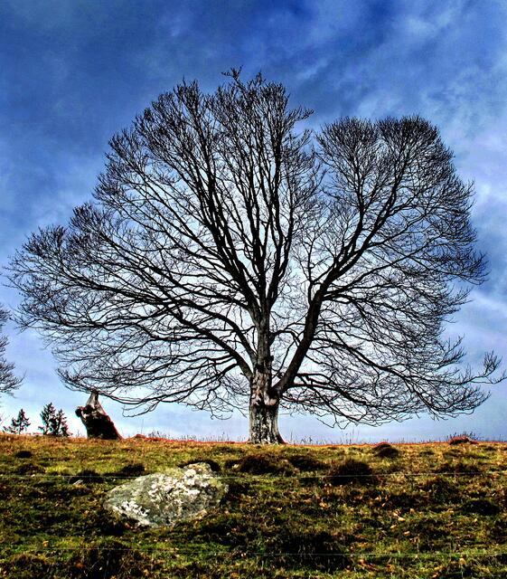 Noch ein Baum am Nonnenmattweiher