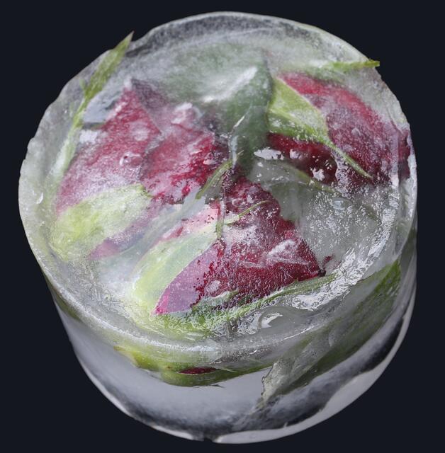 oder einen Taler mit Eisrosen