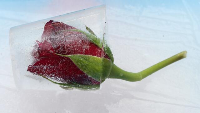 eine Eisrose...