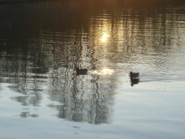 Enten schwimmen durch die Strahlen der untergehenden Sonne