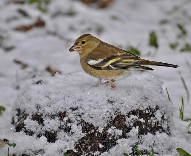 Das Buchfinkweibchen fliegt den Gipfel auch bei Schnee an