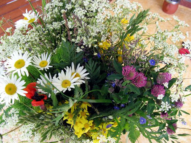 Der Wegrandblumenstrauß von Grafhorn zurück nach Vöhrum (Myheimattreff 2009)