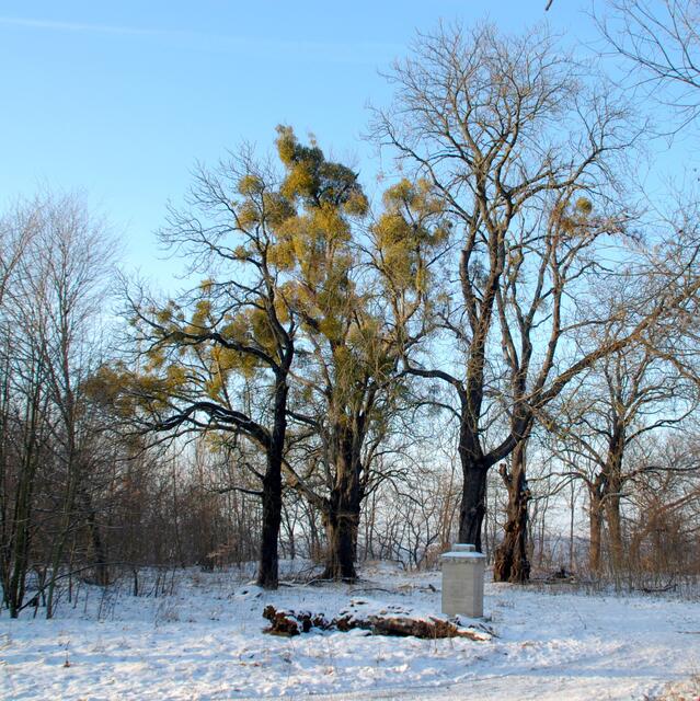 Der Friedenstein auf dem Knabenberg