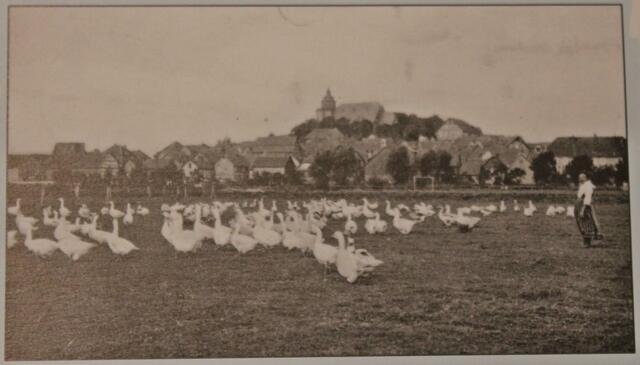 Kalenderblatt OKTOBER - Weidende Gänse auf den Wiesen vor der Stadt Kirchhain.