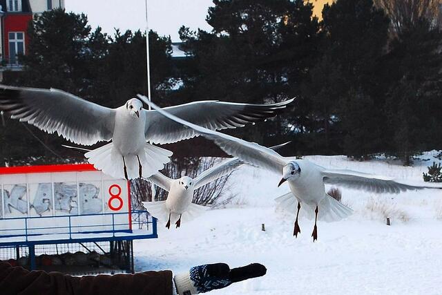 ... fast wie in Hitchcocks "Die Vögel"