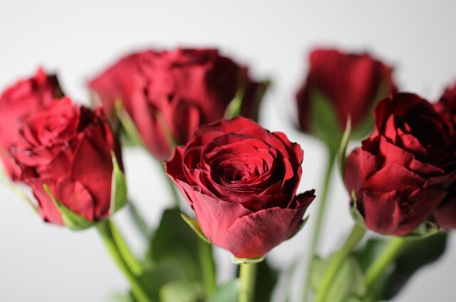 rote Rosen