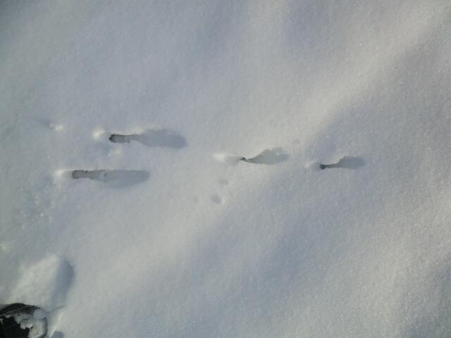 Ein Hase im Schnee