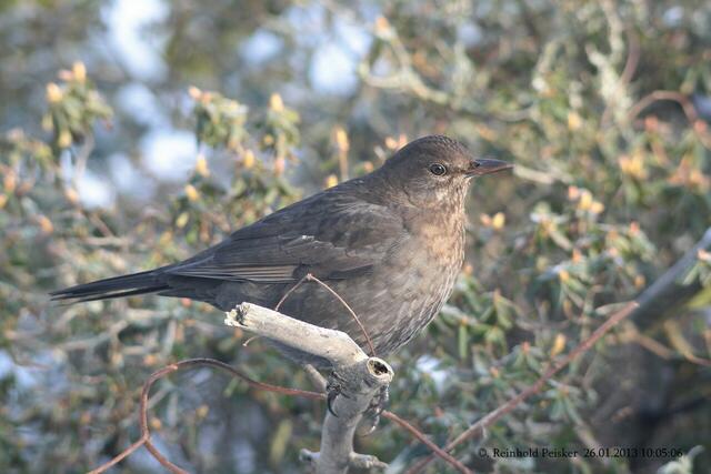 Amseldame im Sonnenlicht .