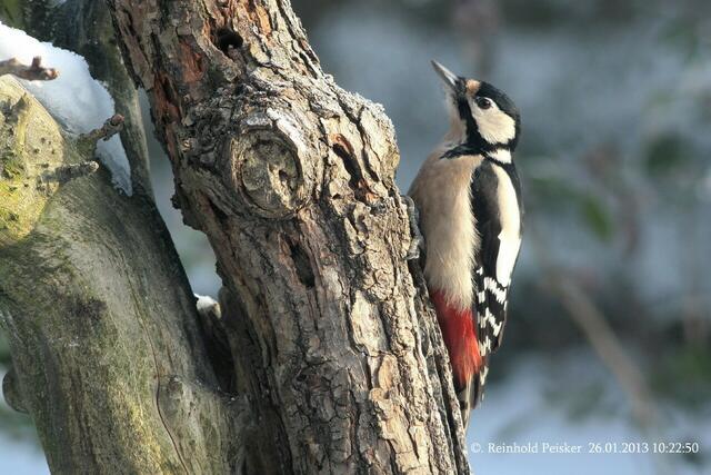 Beobachtet die Umgebung genau, die Buntspechtdame.