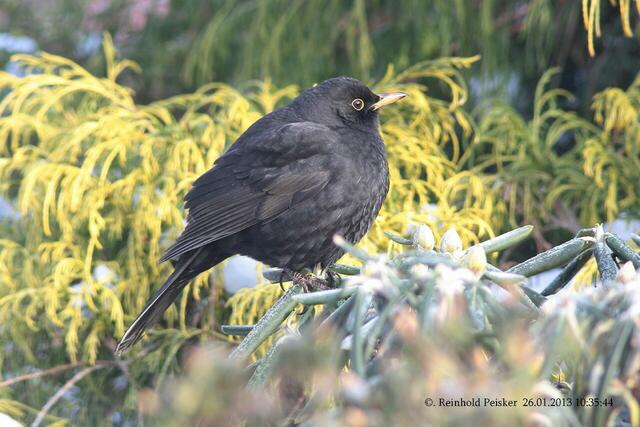 Langsam werden die Augenringe der Amsel gelber.