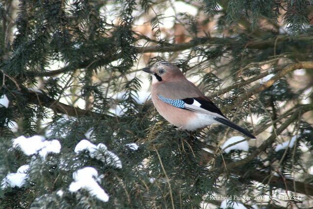 Auf Lauerstellung, der Eichelhäher !