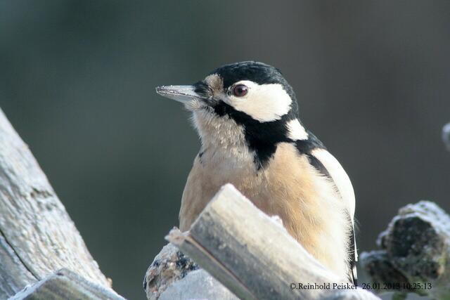 Portrait,einer Buntspechtdame.