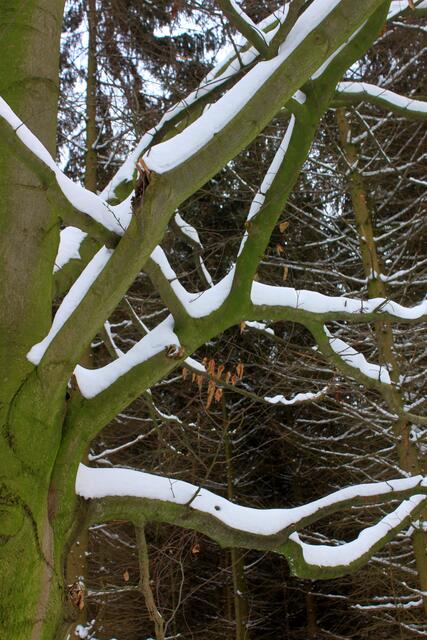Auf dem grünen Baum mit seinen dicken Ästen bleibt der Schnee hoch liegen.