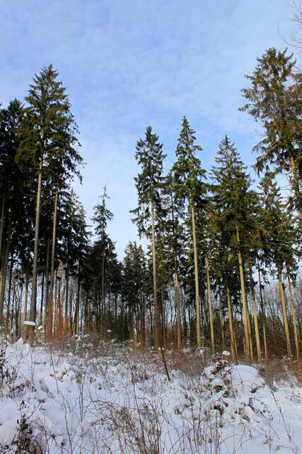 Der Kiefernwald macht platz für neue Bäume.
