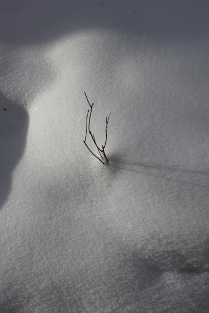 Schnell zu übersehen, ein kleiner Zweig aus dem Schnee ragend wirft seinen Schatten.