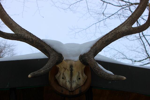 Der ehemals stolze Hirsch darf als Dekoration herhalten.
