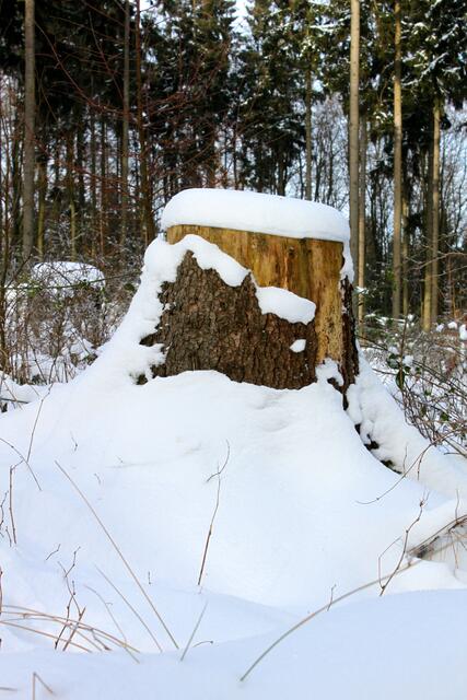 Die Baumstümpfe bieten Platz für viele Kleintiere.