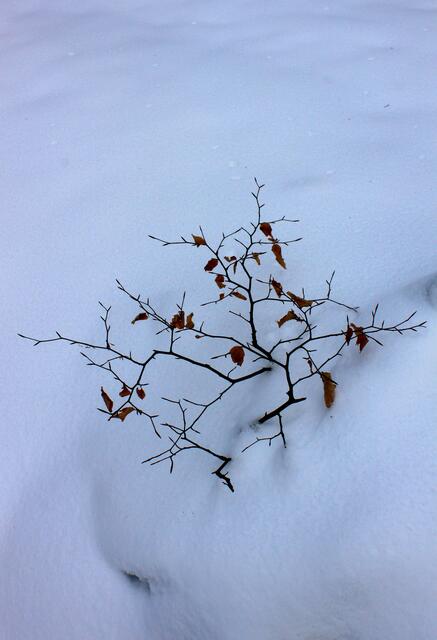 Ein einzelner Buchenzweig im Schnee hat seine Reitze.