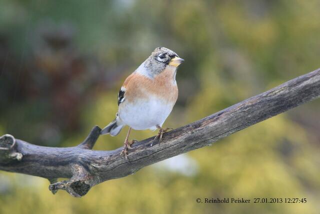 Bergfink.