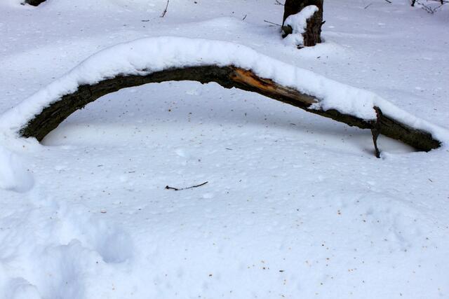 Die Äste bilden Brücken im Schnee.