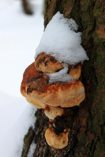 Die Baumpilze kleben an der Borke und werden so den Winter überstehen.