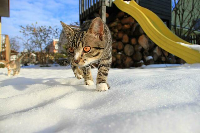 Pepper im Januar