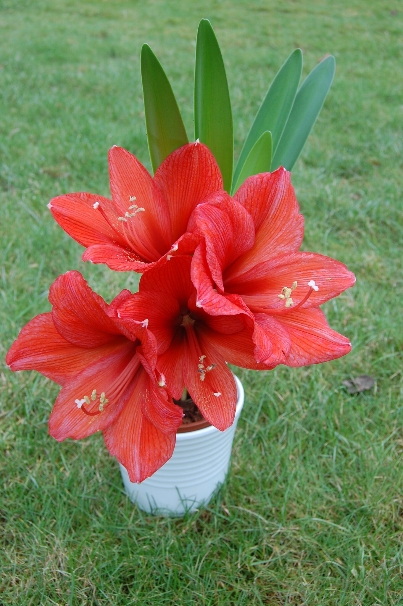 Meine Hippeastrum Lehrte