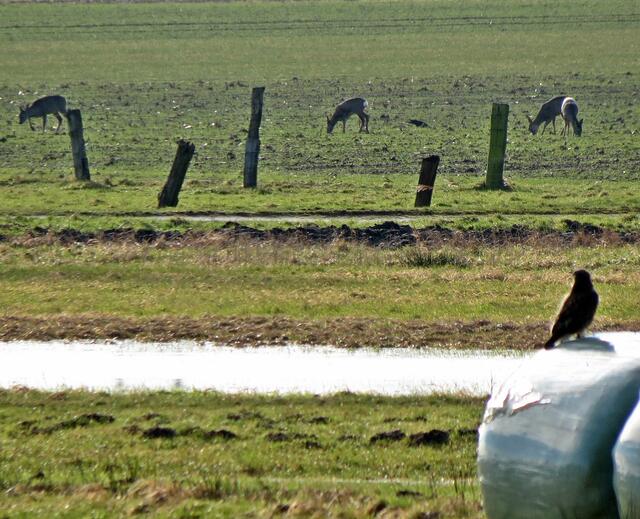 Bussard, Rehe, nasse Wiesen (nähe Fuhse und Mittellandkanal)