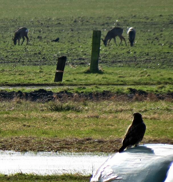 Bussard im Fokus, aber der interessiert sich mehr für die Rehe.. ;)