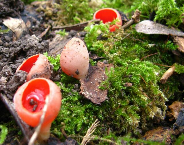 Scharlachrote Kelchbecherlinge
