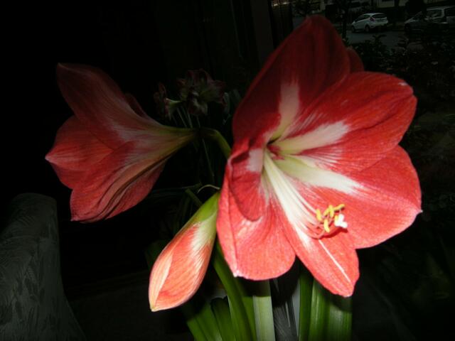 Die rote Amaryllis ist dazu gekommen.