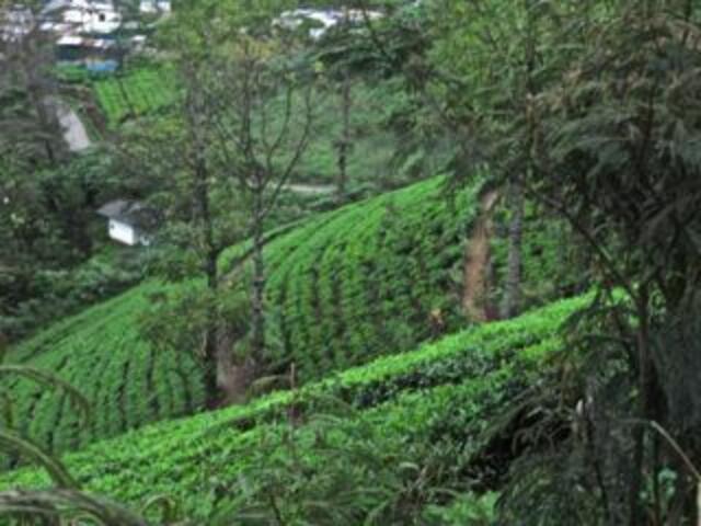 Teeplantagen von ehemals Ceylon im Hochland