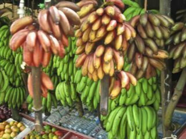 Bananen in alles Varianten