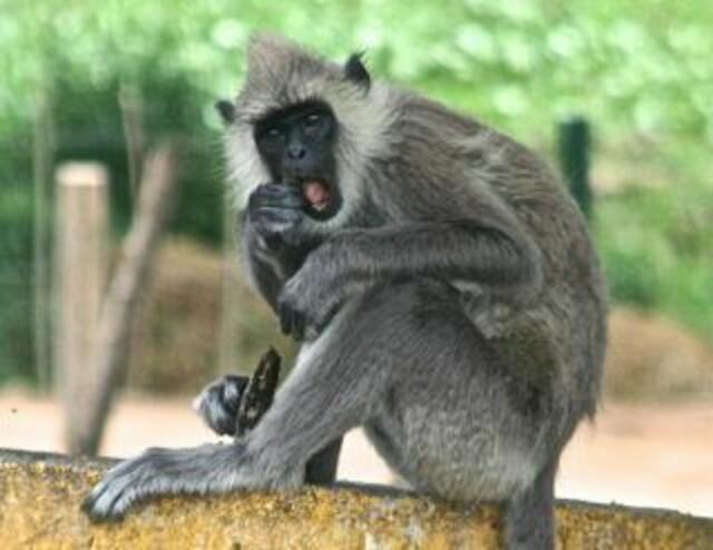 Hanuman Langure ist diese Affenart