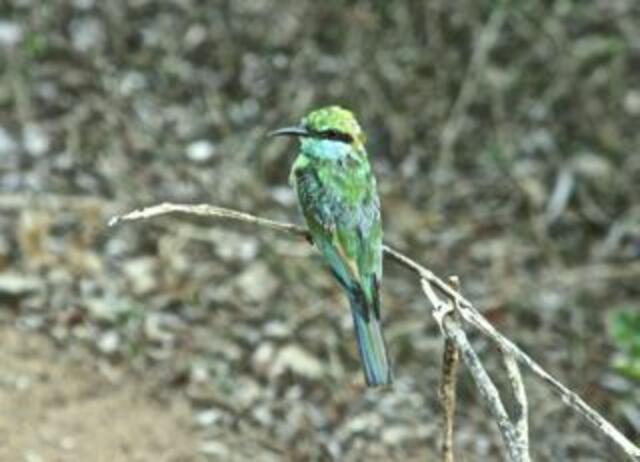 Eisvogel