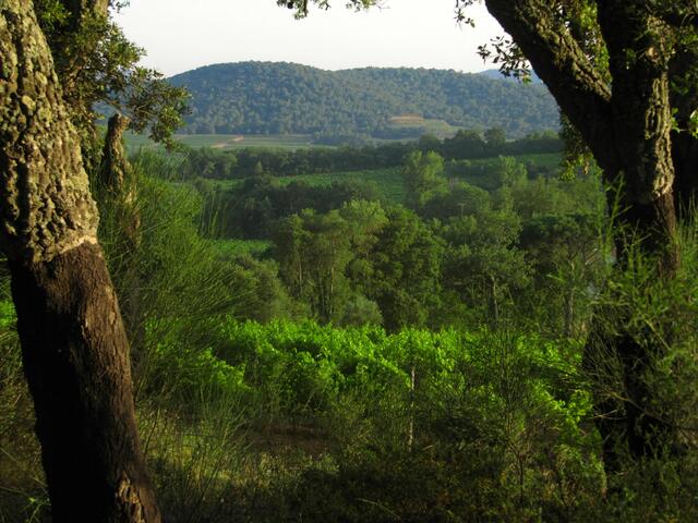 geschälte Stämme von Korkeichen bei Grimaud