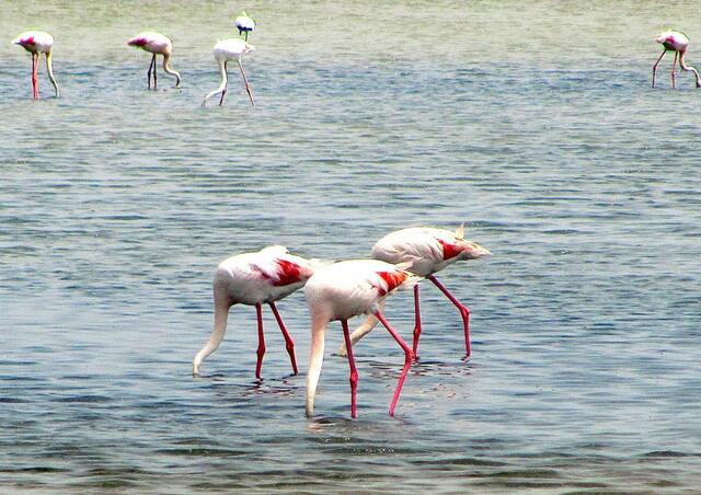 Flamingos in der Camargue