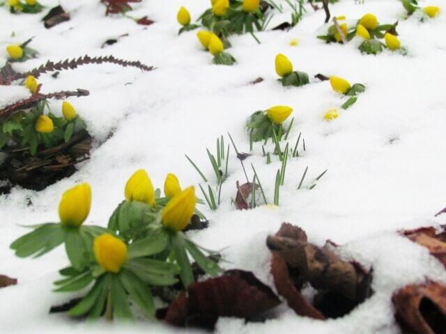 Oh! - da sind ja noch mehr Winterlinge "Guten Tag!"