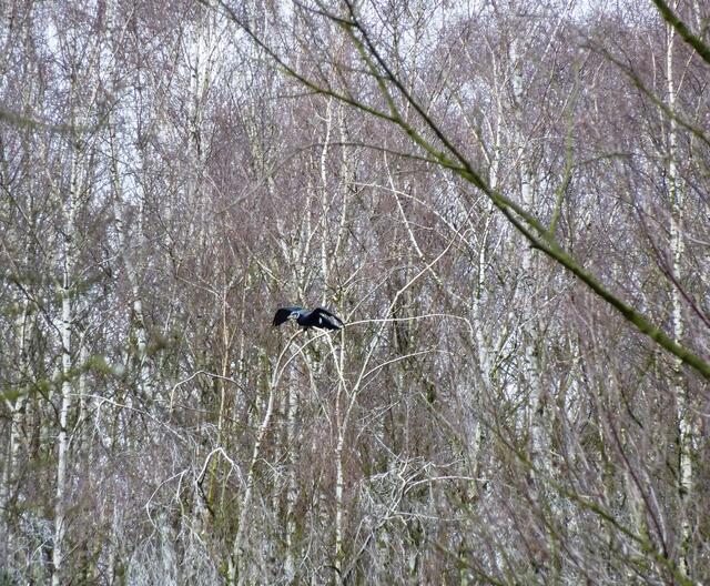 Ein Kormoran macht sich zum Abflug bereit.