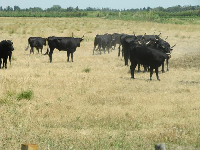 und die schwarzen Stiere, das sind die 3 typischen Tiere der Camargue