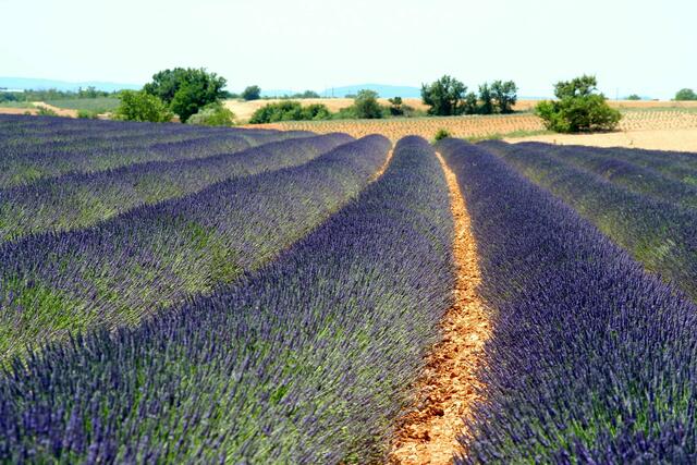 Lavendelfelder auf dem Hochplateau von Valensole