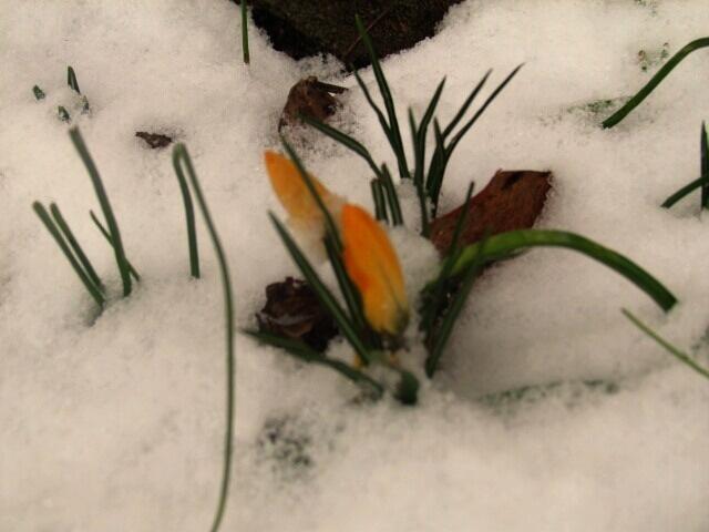 Die Crocusse können auch nicht abwarten. Die Blauen scheinen mit ihre Farbe auch schon durch die Silberhäutchen der Knospen.