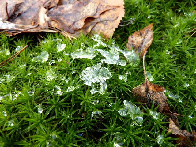 Eiskristalle im Moos