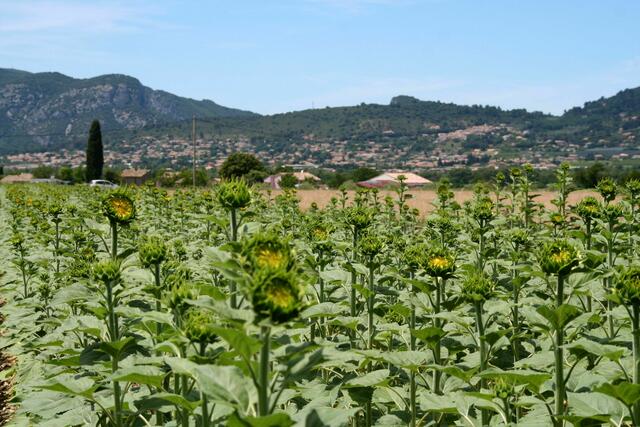 Sonnenblumenfelder, leider noch nicht geöffnete Blütenköpfe, kräftige Pflanzen